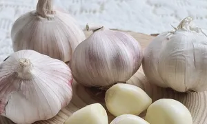 Có nên ăn tỏi mọc mầm?